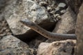 ÃÂ Yellow Spotted Keelback snake close up of juvenile snake hiding in rocks around water bodies